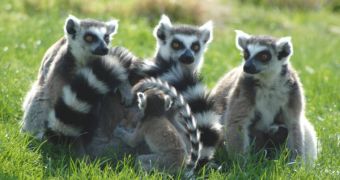 Lemurs that live today are fairly small compared with their giant forefathers
