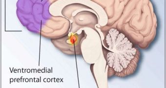 The amygdala plays an important part in anxiety disorders, as well as in PTSD