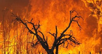 Major wildfires hit Australia