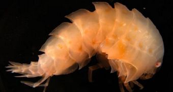 Amphipod crustacean found off Elephant Island near Antarctica, during the CML