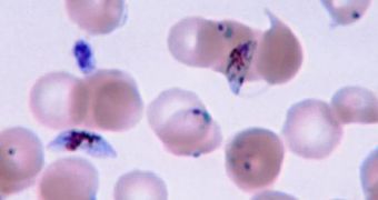 This is the protist Plasmodium, responsible for causing malaria