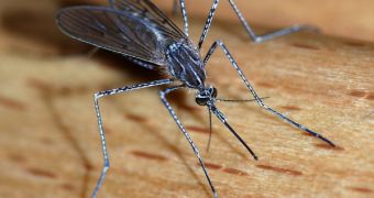Mosquitos are the main carriers of malaria, especially in areas with a warm and humid climate