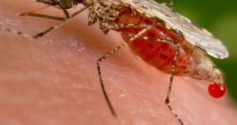 Malaria mosquitoes love the odor of human sweat.