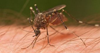 Both types of malaria are transmitted to humans through mosquito bites