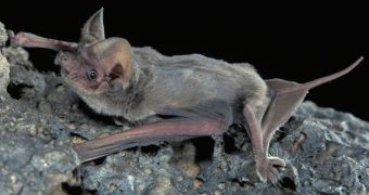 Some bats sing to attract females