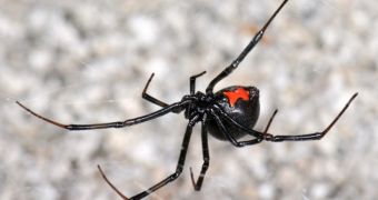 Male Latrodectus Hesperus have a soft spot for well-fed maidens, study finds