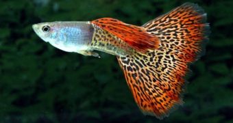 Male Guppies Father Children from Beyond the Grave, Study Finds