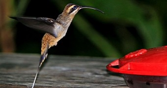 Study finds male hummingbirds use their beaks like daggers
