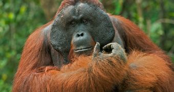 Researchers find male orangutans plan they journeys about a day in advance