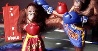Male Orangutans in Thailand Are Forced to Box Each Other
