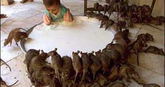 India: The Temple of Rats