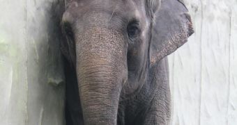 The world's loneliest elephant has been alone for over three decades