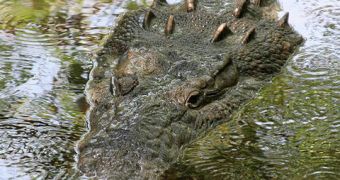 Crocodiles and alligators are the losers in the evolutionary race, with little species diversity