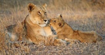 Researchers say mammals can choose the sex of their offspring