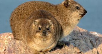 Hyraxes, the closest living relatives of the elephants. Their common ancestor lived 83 million years ago, long before the dinosaurs vanished