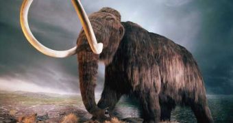 Mammoth remains unearthed in Siberia