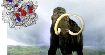 Woolly mammoth hemoglobin contains unique regions (blue) that interact with other regions (red) to deliver oxygen at a steady rate regardless of temperature