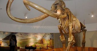 A full mammoth skeleton, displayed in a museum