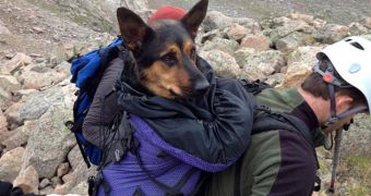 Man abandons dog on mountain, only gets 30 hours of community service and one year unsupervised probation