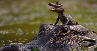 Baby alligator lands man in serious trouble with the law