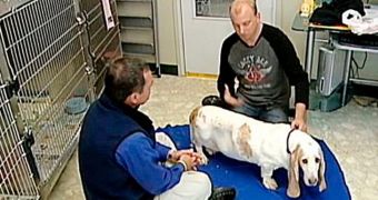 Man is reunited with his Basset Hound after ten years