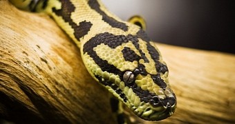 Snakes are among nature's most gifted predators
