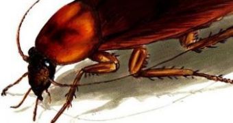 Man dies after ingesting too many cockroaches