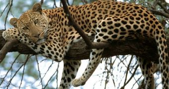 Man-Eating Leopard in Nepal Killed and Fed on 15 People