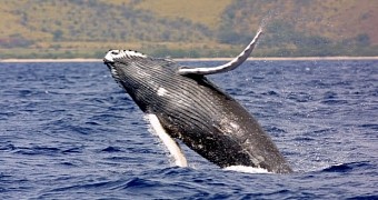 Humpback whales are now an endangered species