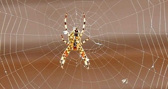 Pensioner finds massive spider web spread across his driveway