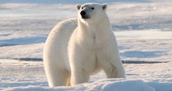 Polar bears are among the world's most gifted predators