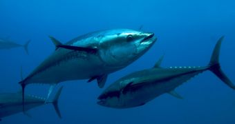 PETA hopes man who nearly got killed by a tuna will agree to go vegan