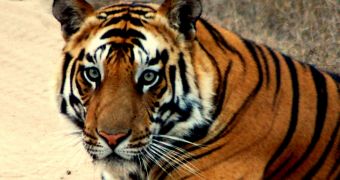 38-year-old man in India saves tiger's life