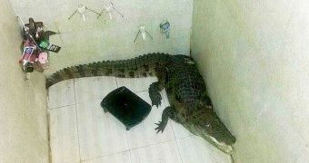 Man in India goes to the bathroom, comes face to face with a crocodile hiding in the shower