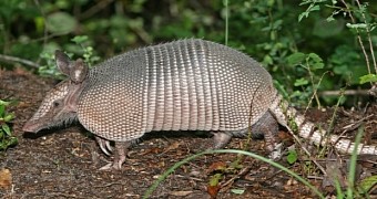 Man trying to kill an armadillo shoots his mother-in-law