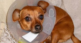 Man Shoves Chihuahua in a Hot Oven, Punches It in the Head