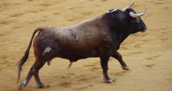 Man taking part in bull run in Spain slows dows to take a selfie, police officers are now looking to arrest him