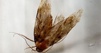 Moth removed from man's ear