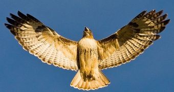 A hawk attacked a man in Ohio
