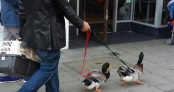 Man walks a pair of ducks around Peckham