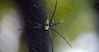 Man tries to kill spider with fire, ends up torching his home