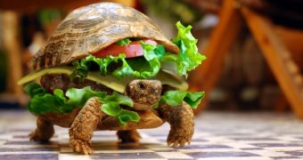Man brings turtle on plane, says it's a burger