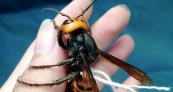 Man claims that he keeps a Japanese giant hornet as a pet