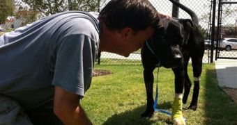 Man Uses Labrador as Blood Bait to Train Other Dogs to Fight