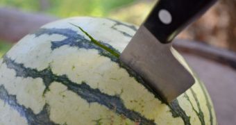 Man is arrested after stabbing a watermelon in a passive-aggressive manner