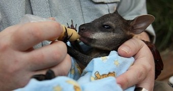 Wallaby joey becomes an orphan after its mother is hit by a car