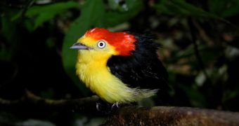 Male wire-tailed manakin displays his striking plumage against the dense rainforest understory