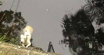 Manatee watches over dog stuck in a river until help arrives