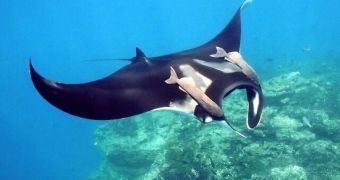 Study explains why it makes more sense to protect manta rays rather than kill them