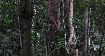 South American rainforests and tropical forests store the largest amounts of atmospheric CO2